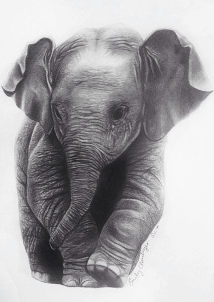 Artwork | Baby elephant drawing, Animal drawings, Elephant sketch Realistic Drawings Of Elephants