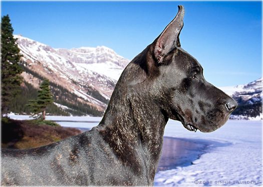 Great Dane 3 Great Dane Dogs Great Dane Great Dane Rescue