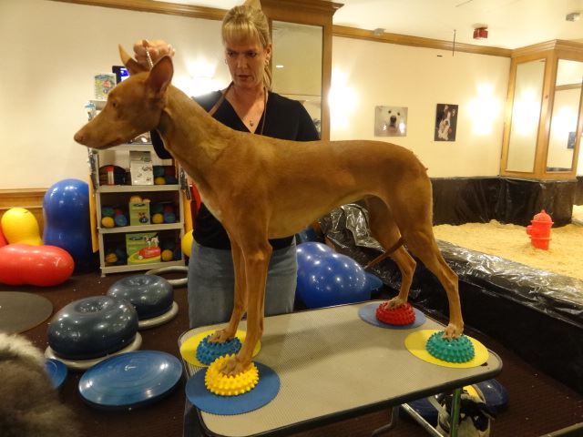 Teaching A Dog To Stack Also Teaching Them Foot Awareness And