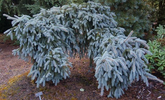 Picea Pungens The Blues Weeping Colorado Blue Spruce Picea Pungens The Blues Weeping Colorado Blue Spruce