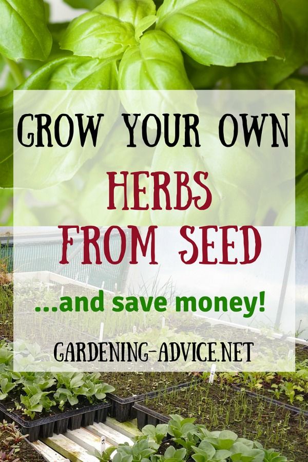 Growing Herbs From Seeds Growing Herbs Growing Herbs Indoors Herbs