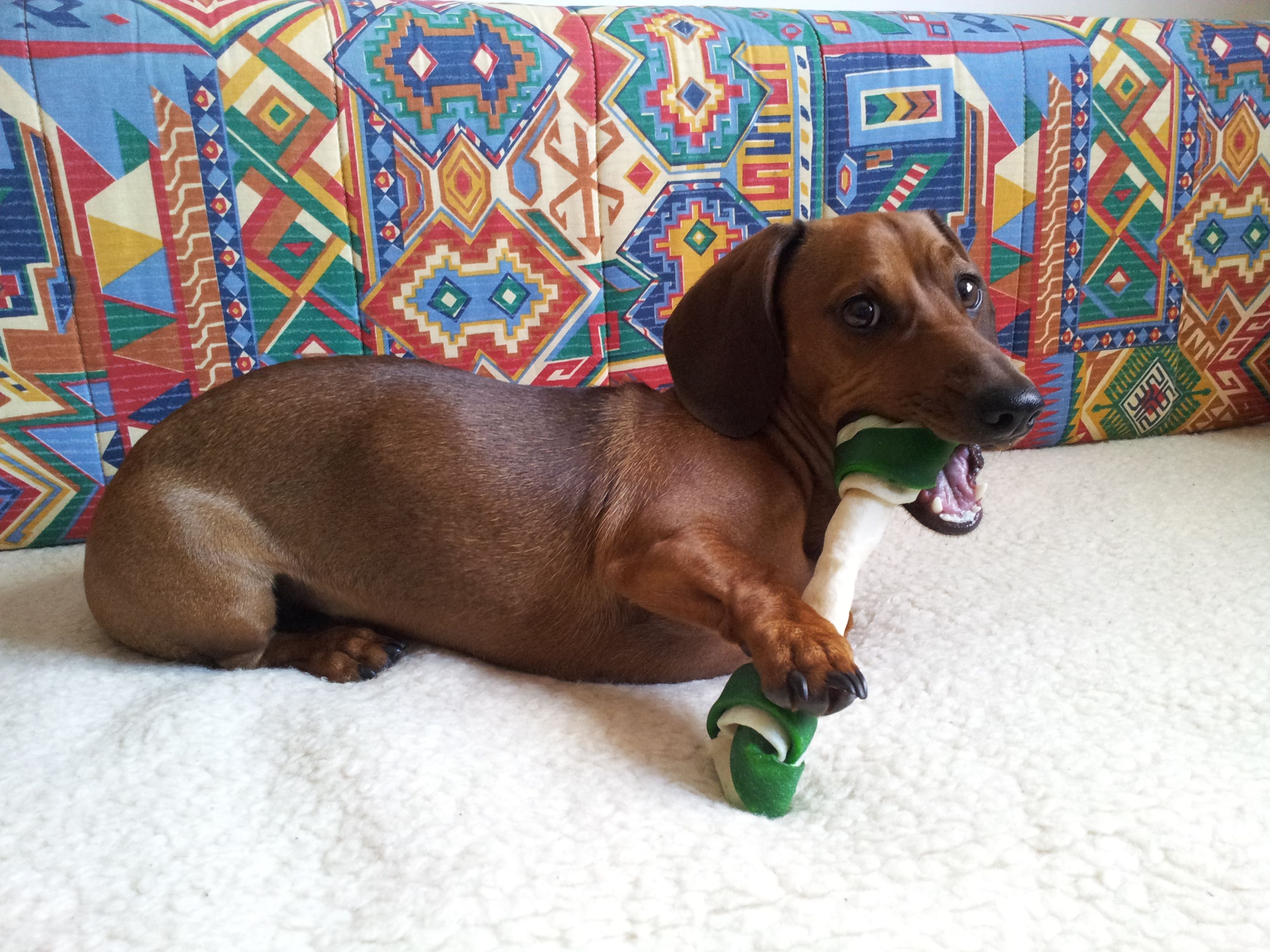 Cookie Dachshund Dogs Animals