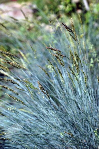 Festuca glauca Elijah Blue Plant in 9cm Pot Blue Fescue