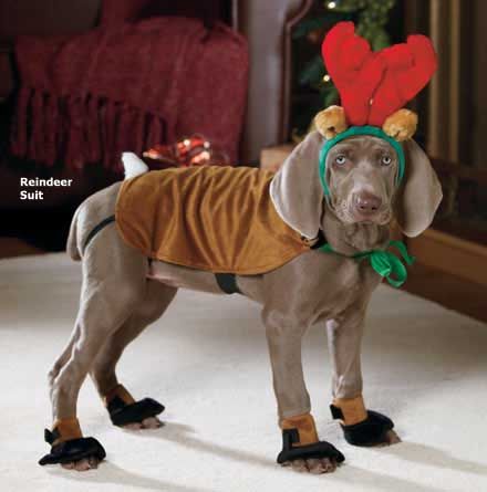Someone Clearly Isn T Liking Their Costume Christmas Dog Dog