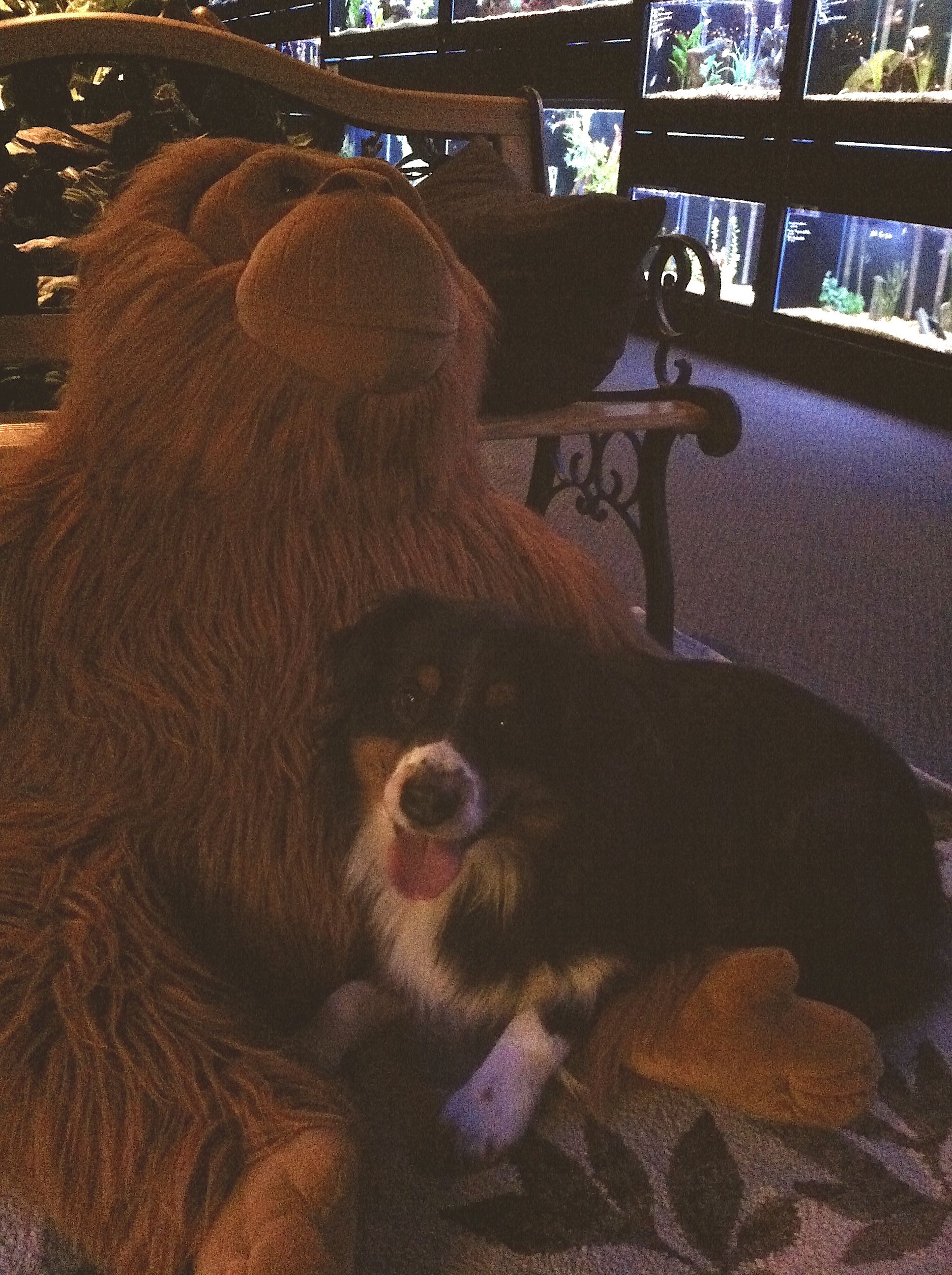 Rb Bridges Pets Dog Training