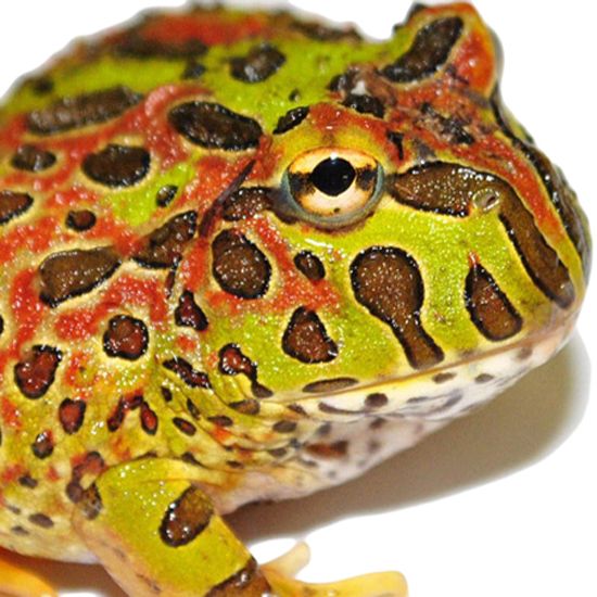 Buy High Red Ornate Pacman Frogs Online. For Sale with Same Day