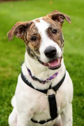 I Found Allie On Hound Dog Pup And Allie Is An Adoptable Hound Dog In Grand Rapids Mi Hi My Name And I M A Sweet Fun Loving Pup Am Mix Of Some Sort No One Really