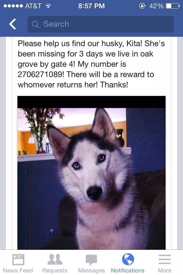 Pin By Us Lost Dog Registry On B W Female Siberian Huskies Us