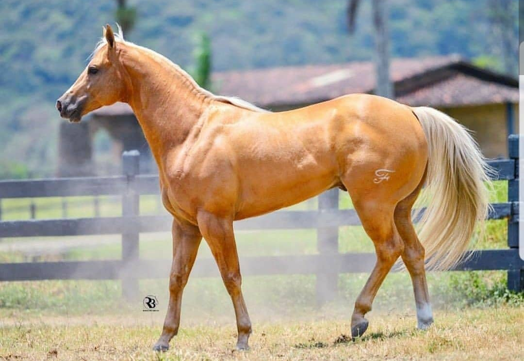 900 Ideas De Caballos Caballos Cuarto De Milla Caballos Cuarto De Milla