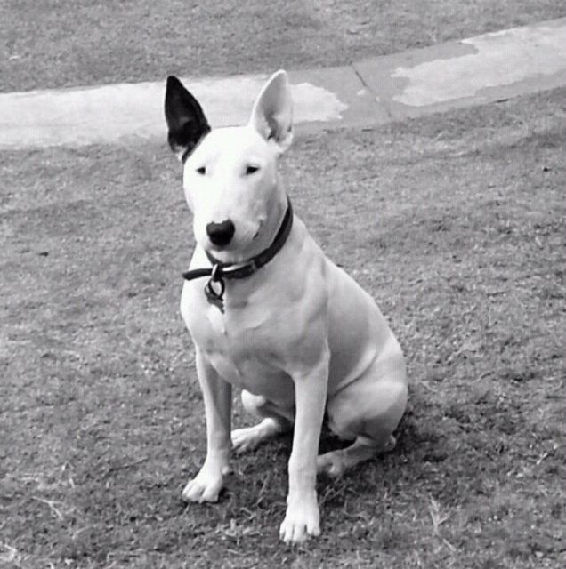 Bull Terrier Bull Terrier Dog Foto English Bull Terriers