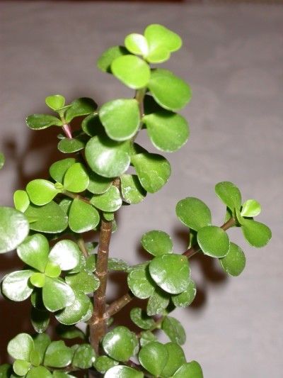 Growing Elephant Bush Indoors How To Care For Elephant Bush Plant Portulacaria Afra