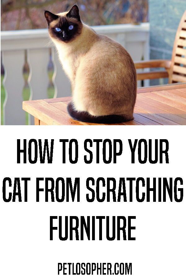 How To Stop Your Cat From Scratching Furniture | Furniture ...