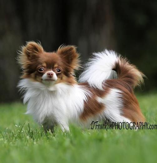 Chihuahua #chihuahua #chihuahuatypes #chihuahuadogs Chihuahua Love, Chihuahua Puppies, Cute Puppies, Dogs And Puppies, Cute Dogs, Doggies, Chihuahua Training, Long Haired Chihuahua, Mundo Animal