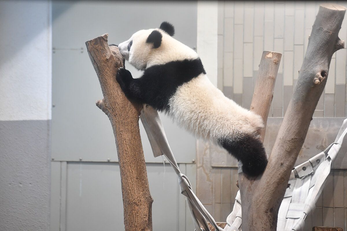 毎日パンダ 上野動物園のジャイアントパンダ リーリーとシンシンの日常を毎日お届け パンダ シャンシャン パンダ パンダ かわいい 毎日パンダ 上野動物園のジャイアントパンダ リーリーとシンシンの日常を毎日お届け パンダ シャンシャン パンダ パンダ かわいい