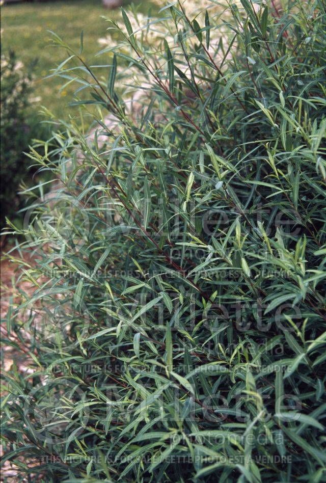 Dwarf Purple Osier Willow Gardening Dwarf Purple Osier Willow Gardening
