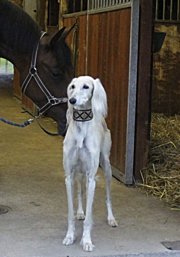 Saluki Dog Bahrain Rescue Saluki Dog Bahrain Rescue