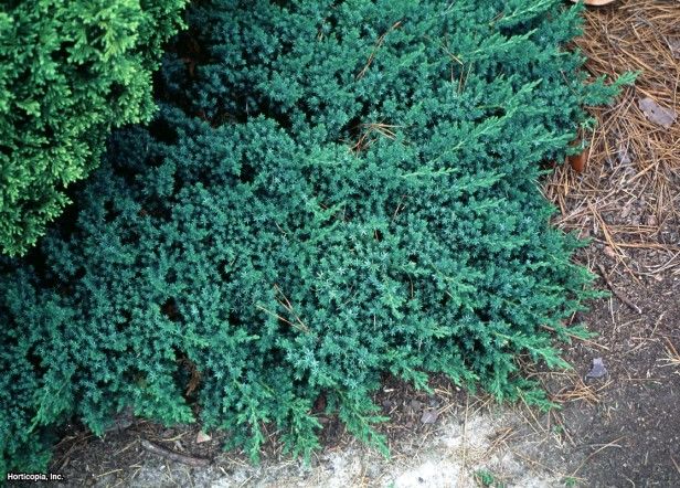 Juniperus Procumbens Nana Dwarf Japanese Garden Juniper Japanese Garden Urban Garden Ground Cover Plants