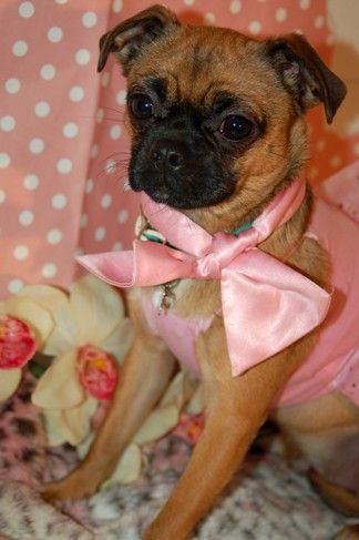 This Looks Just Like Lucy My Chug Pug Chihuahua Hybrid Chugs