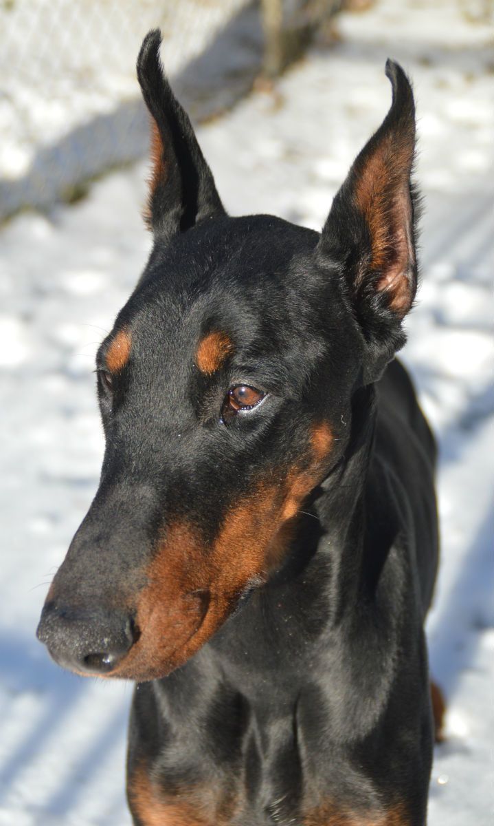 Layla Is A 4 Yr Old Female Doberman Pinscher Searching For A