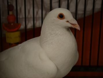 Snow White Turtle Doves