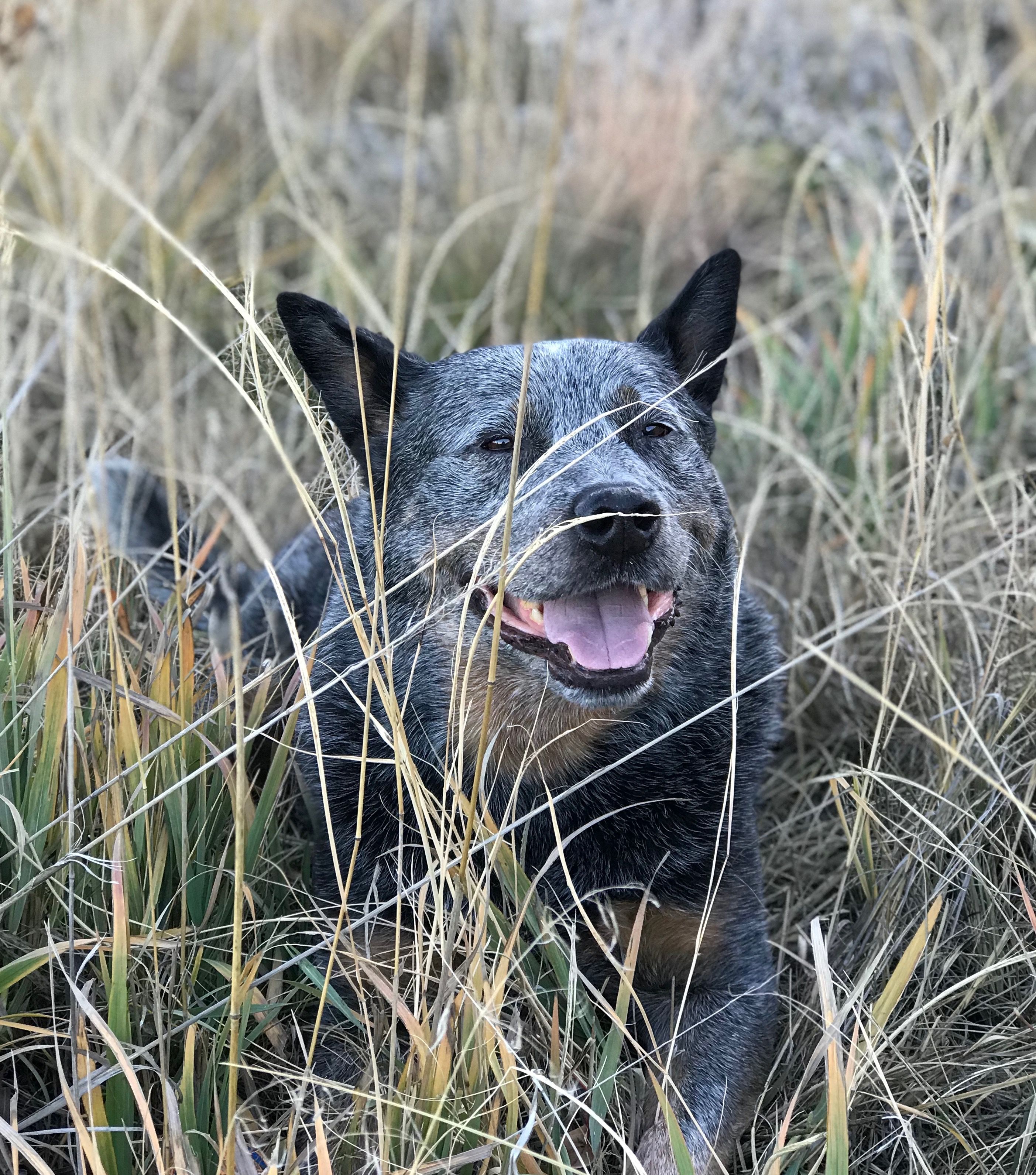 Smilin Jack... ️ my boy | Heeler, Animals, Dogs