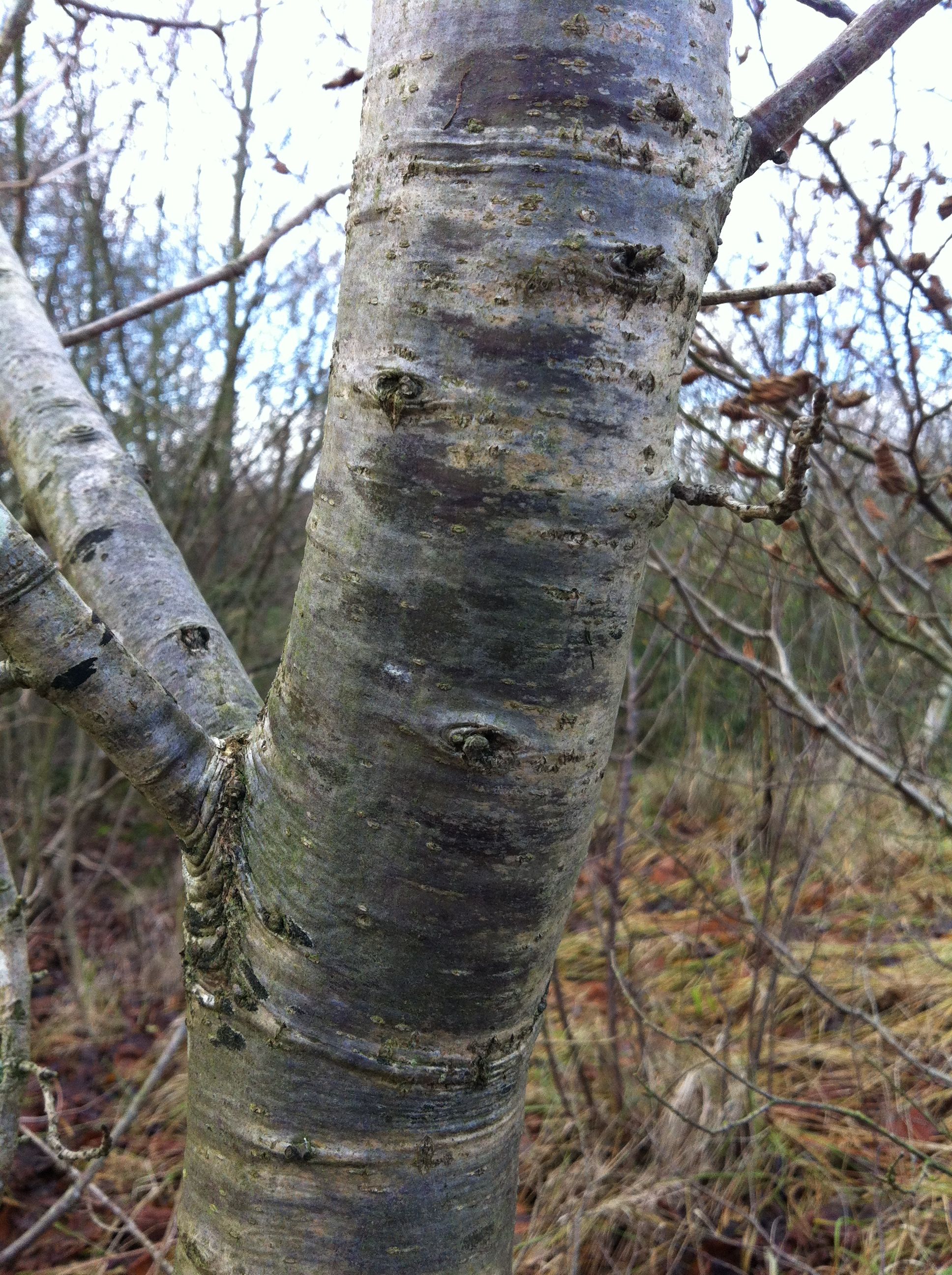 Lovely Silver Grey Bark Tree Tree Bark Plants