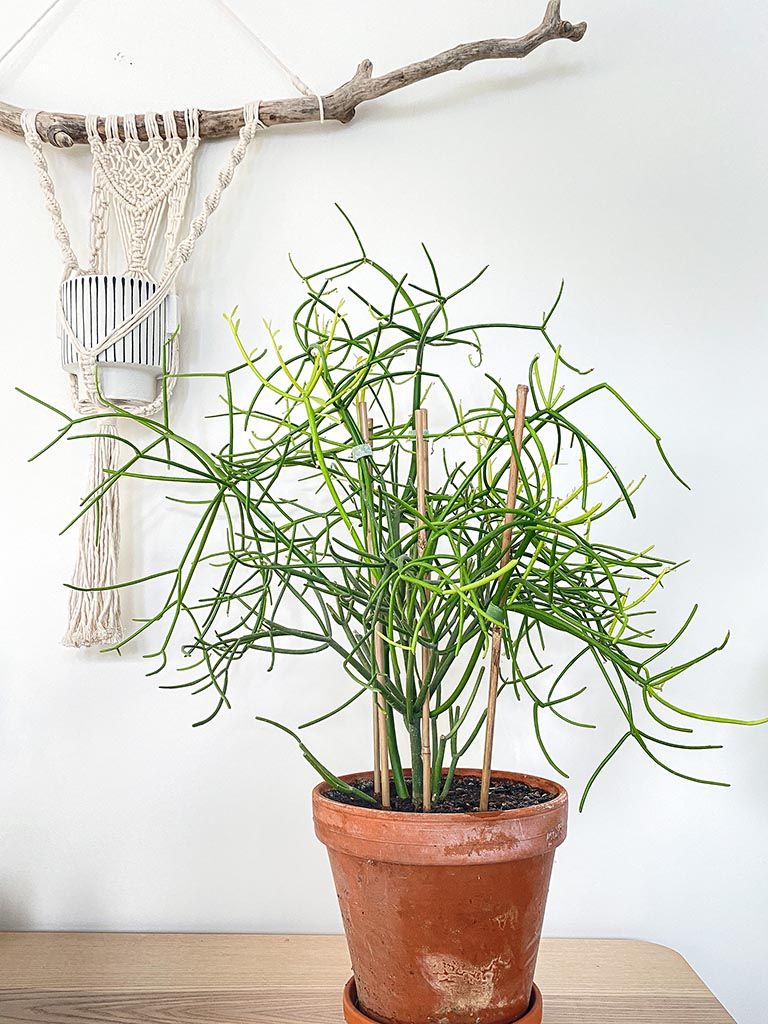 Cactus House Plants Garden Plants Euphorbia Plant Pencil Cactus cactus-house-plants-garden-plants-euphorbia-plant-pencil-cactus