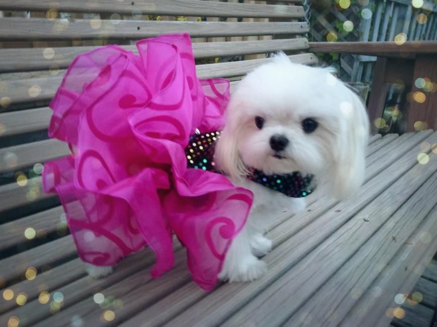 I Am So Pretty Maltese Dogs Maltese Puppy Dog Breeds That