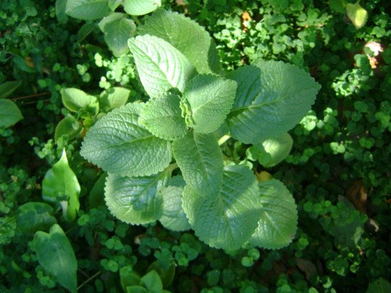 Pin On Artvine Nursery