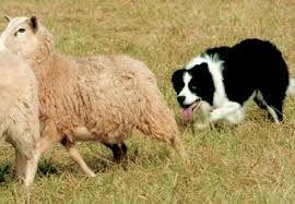 Image Result For Working Sheepdogs Collie Working Dogs Border