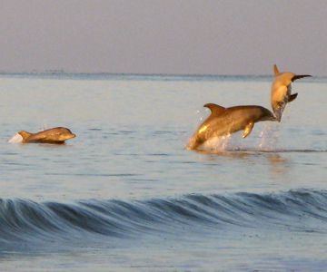 Pin By Dawnscapes On Northcarolinascapes Pinterest Paths Discover Ideas About Atlantic Beach Nc