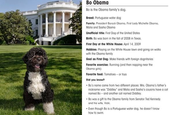 Bo S Stats Bo Obama Portuguese Water Dog Dogs