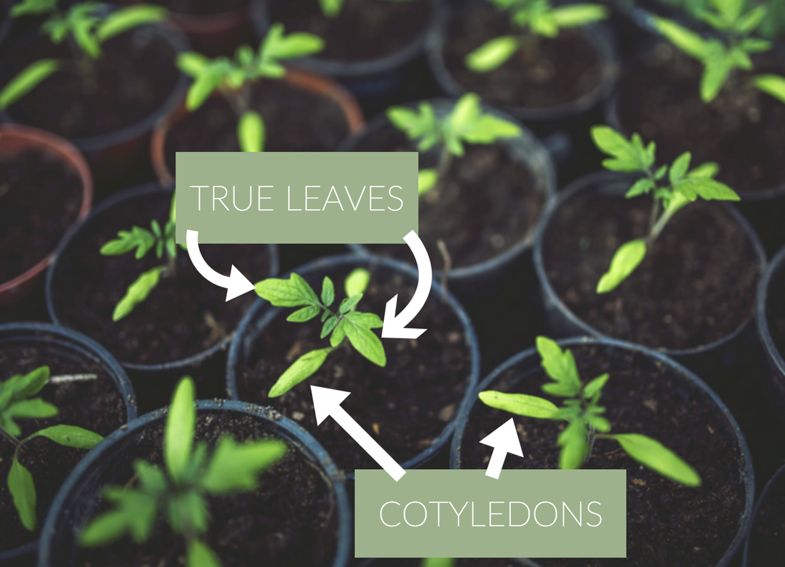 The Difference Between True Leaves And Cotyledons On Tomato The Difference Between True Leaves And Cotyledons On Tomato Seedlings How To Get Started With Organic Gardening Tomatoes