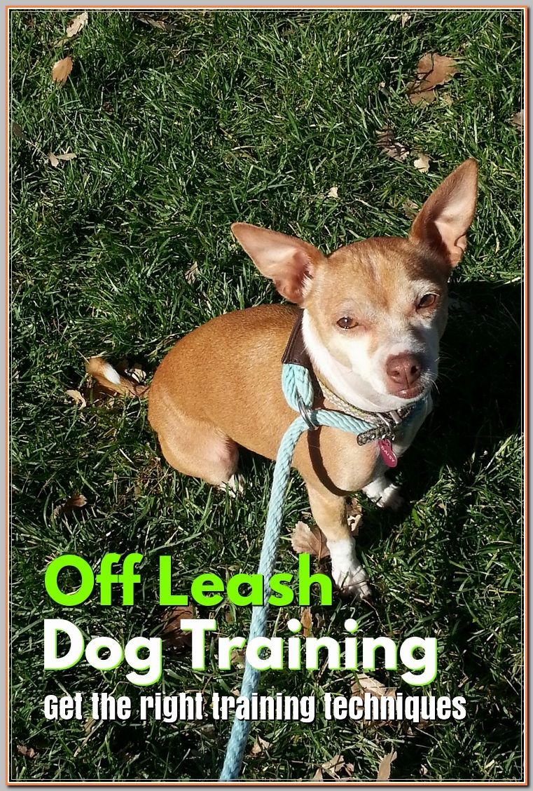 Learning More About Off Leash Dog Training Off Leash Dog