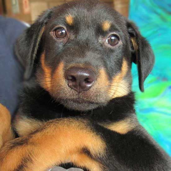 Dogs And Puppies For Adoption In San Diego Helen Woodward Animal Center In 2020 Puppy Adoption Cute Baby Animals Animals