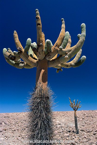 candelabro gigante atacama desert cactus photos different species of chilean candelabro gigante atacama desert cactus photos different species of chilean