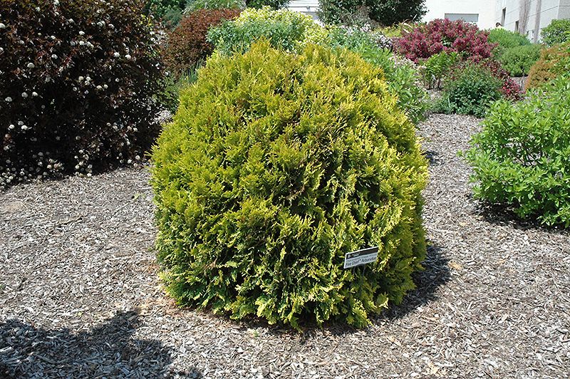 Fire Chief Arborvitae Thuja Occidentalis Congabe At Fire Chief Arborvitae Thuja
