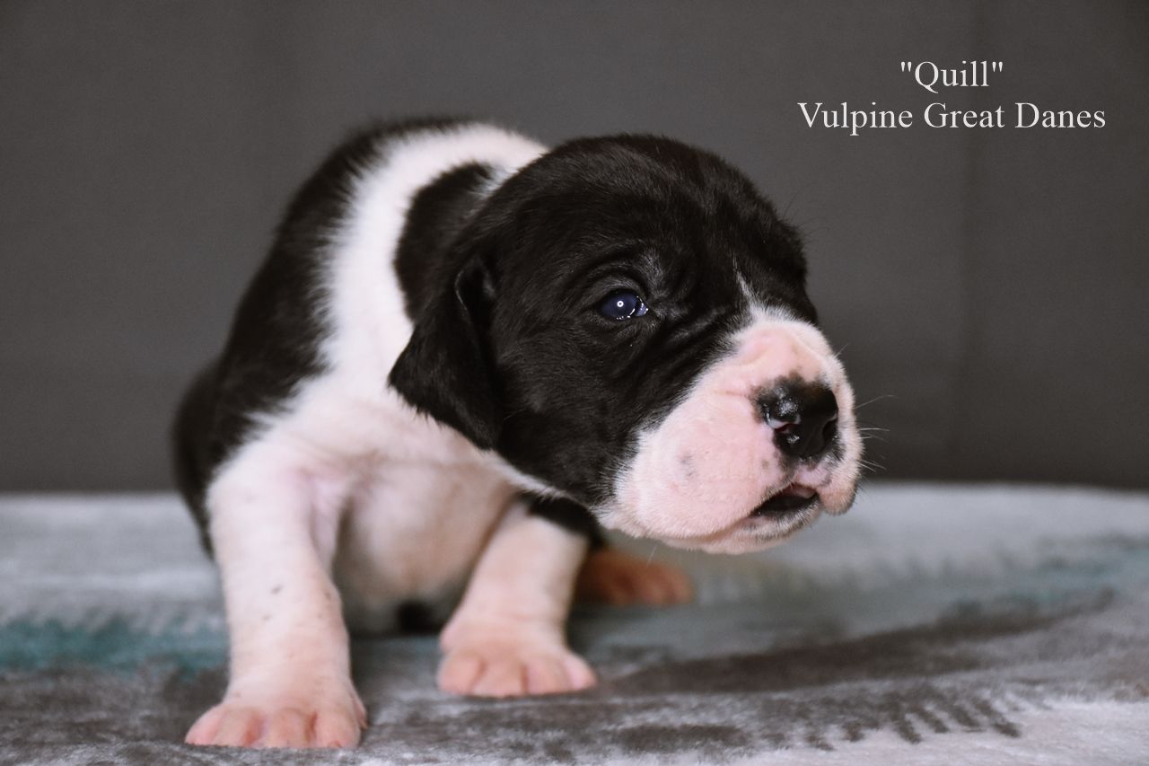 Mantle Male Puppy Great Dane Mantle Great Dane Great Dane Puppy