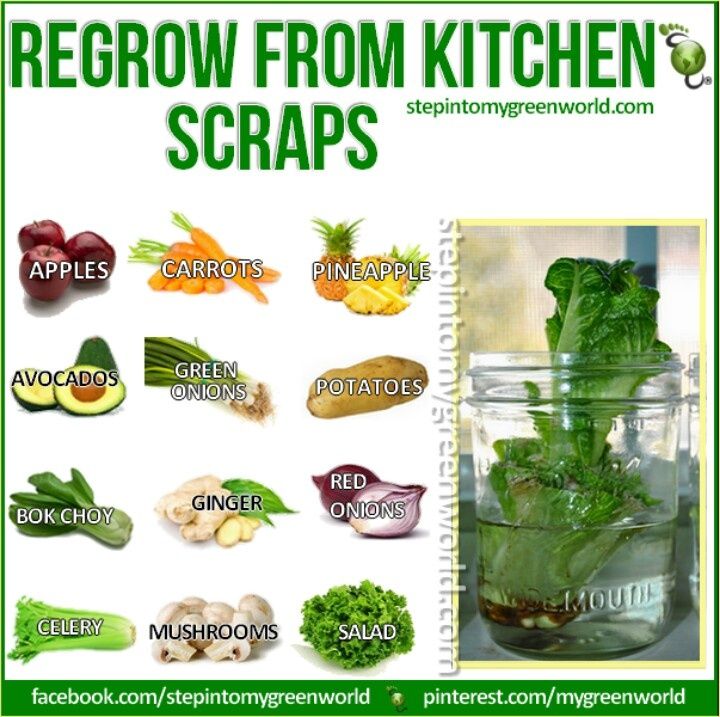 Fruits/Veggies you can regrow from scraps | Childrens ... Fruits/Veggies you can regrow from scraps | Childrens ... Growing Vegetables From Scraps