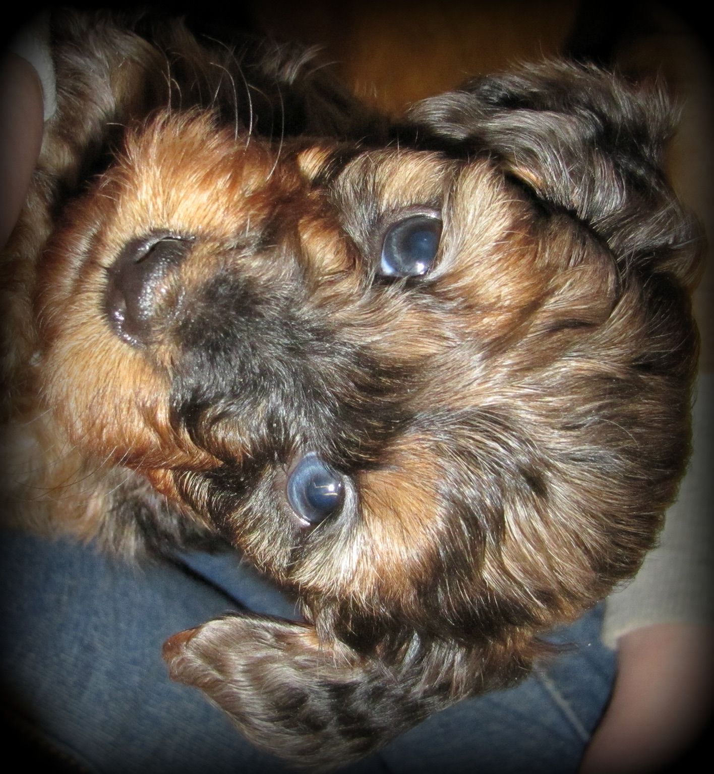 Dorkie Puppy Dachshund Yorkie Puppies Yorkie Yorkie Mix