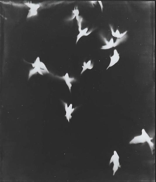 Adam Fuss | From the Series Adam Fuss | From the Series