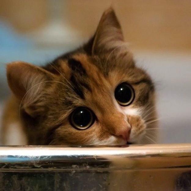 Cats who make their eyes big (house, kitty, bathroom, aggressive) - - City-Data Forum Why do cats have slit-shaped eyes?| Cosmos