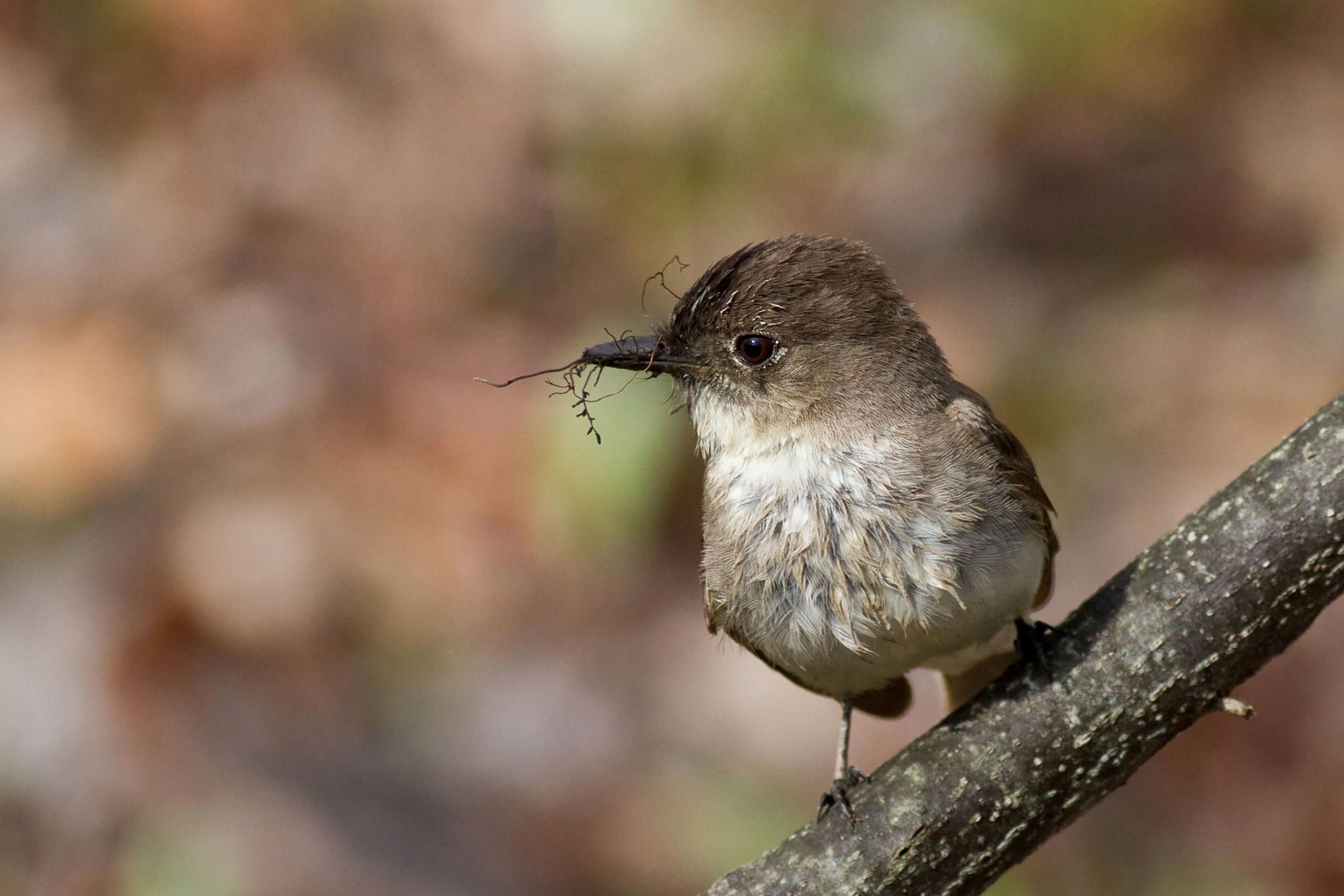 Eastern phoebe