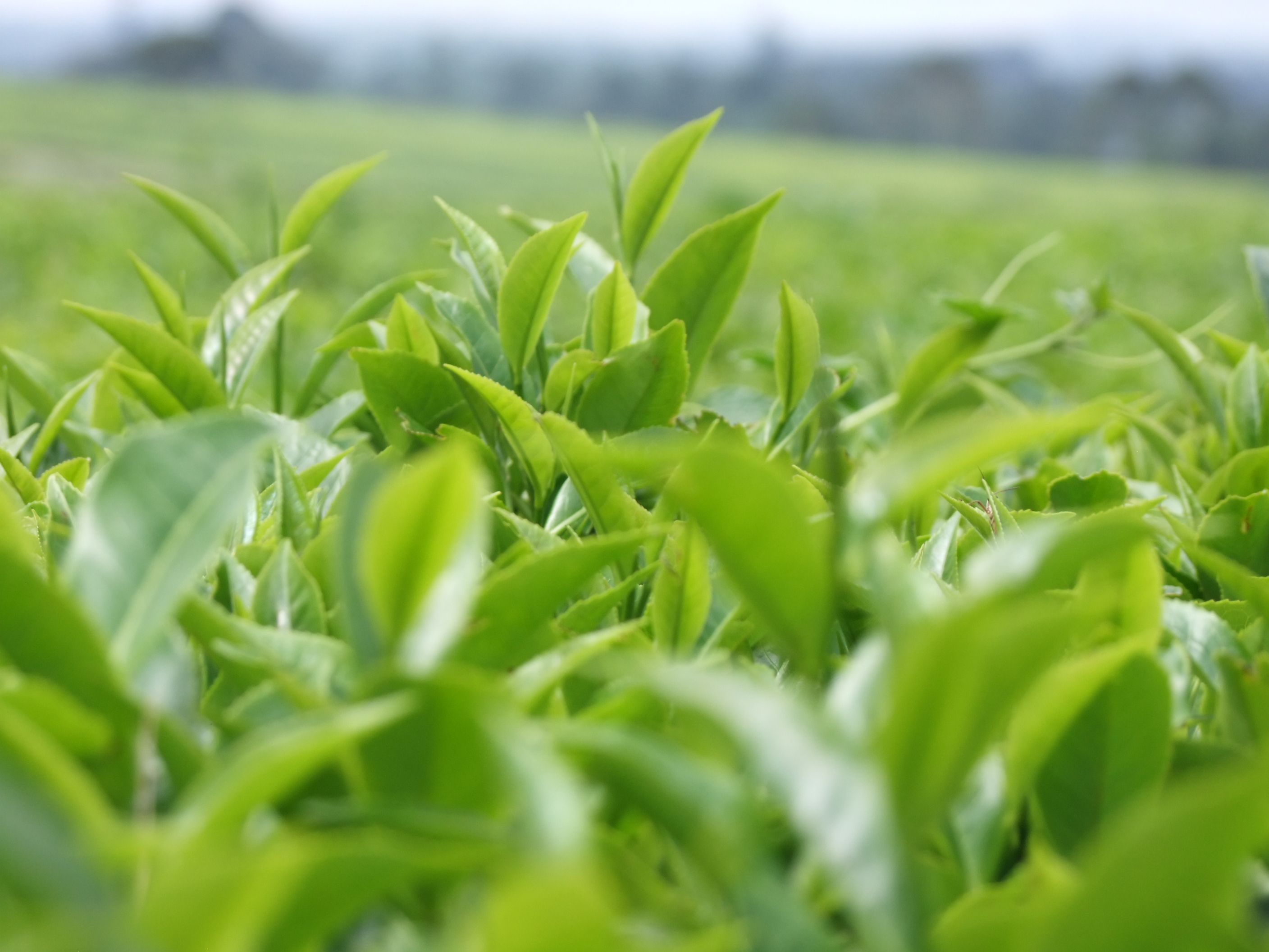 Fresh Tea Leaves Tea leaves | Tea leaves, Beautiful textures, Herbs