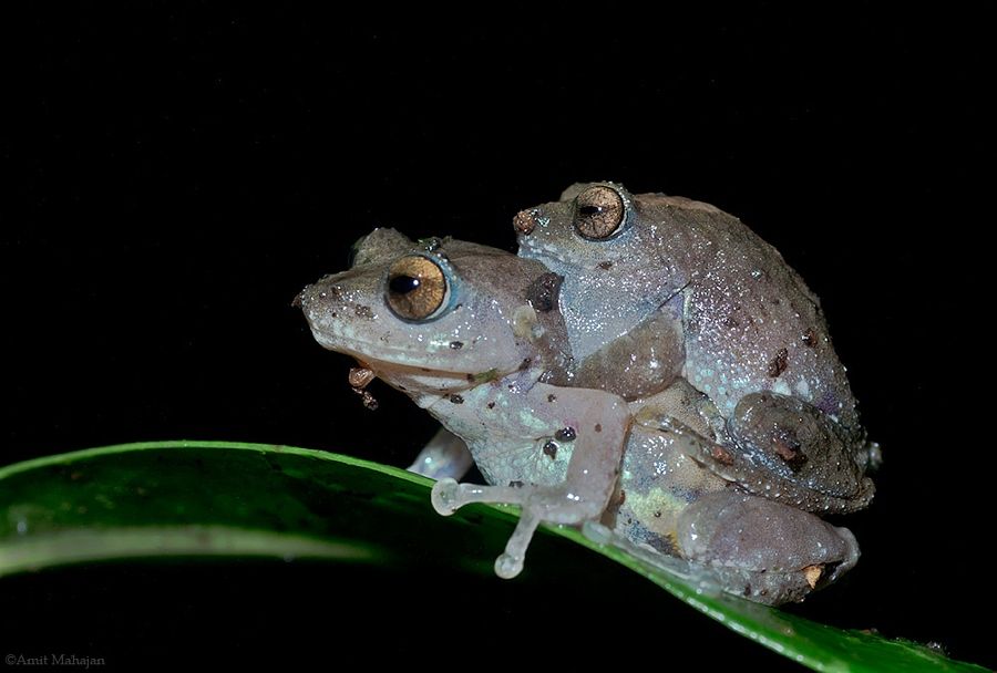 froggy style by amit mahajan photo 163022157 500px frogs and