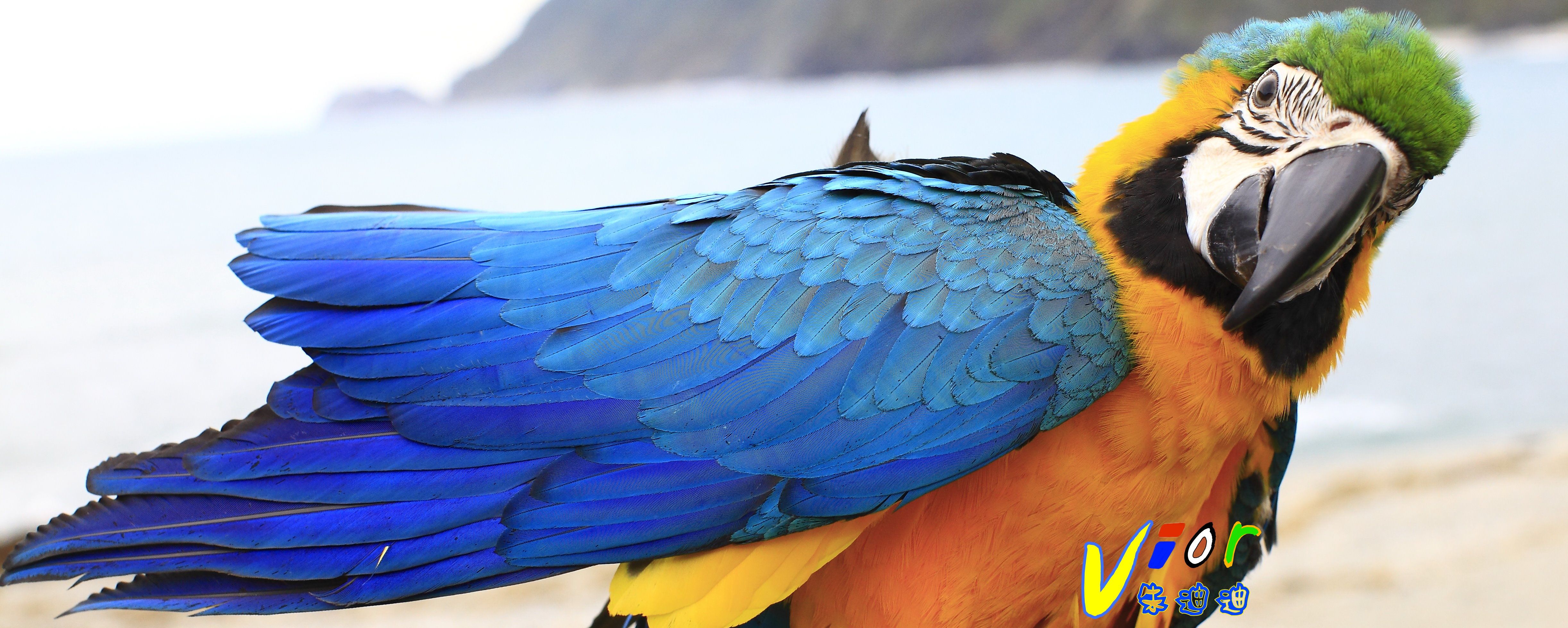 Blue And Gold Macaw Vior Parrot Vior 琉璃金剛鸚鵡朱迪迪 Macaw Parrot Bird