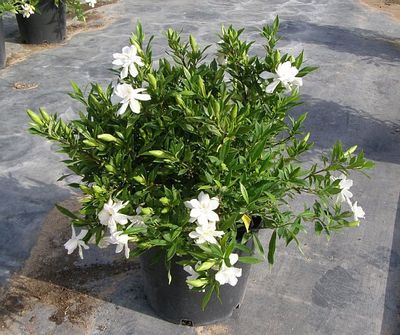 Frost Proof Gardenia Landscaping Around Trees Backyard