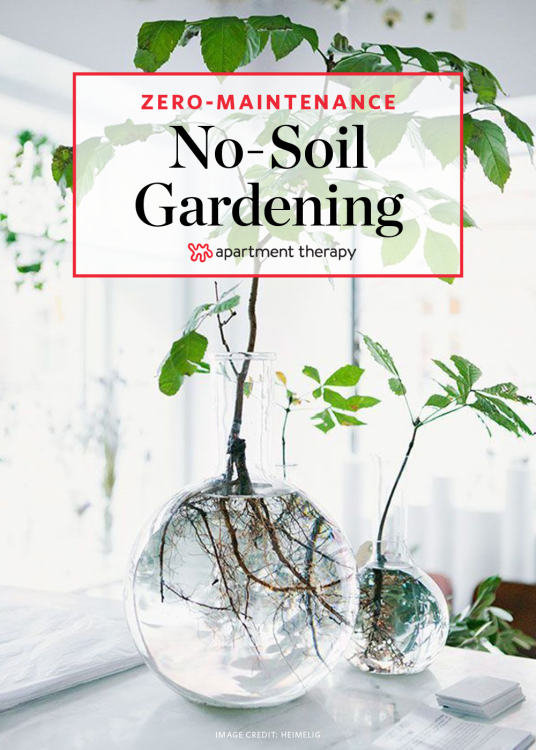 The No-Soil, Zero-Maintenance Method for Growing Houseplants #howtogrowplants