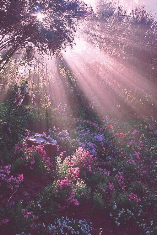 Dvě kamarádky co se seznámí přes aplikaci známou Tik Tok co se stane … #fanfiction # Fanfiction # amreading # books # wattpad Spring Aesthetic, Nature Aesthetic, Flower Aesthetic, Purple Aesthetic, Aesthetic Photo, Aesthetic Pictures, Ethereal Flowers Aesthetic, Earth Fairy Aesthetic, Fairies Aesthetic