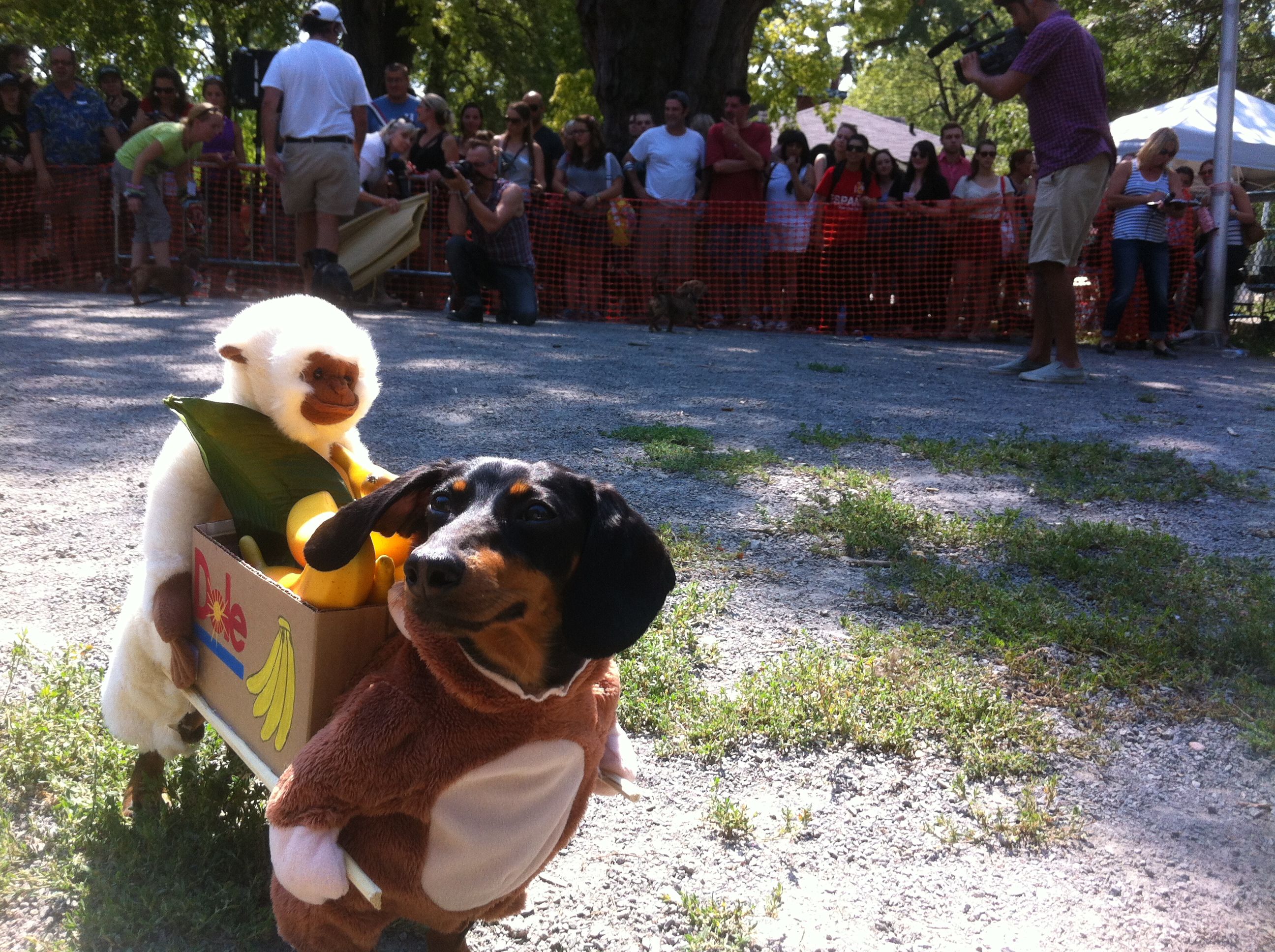 The Annual Wiener Dog Race Crusoe The Celebrity Dachshund